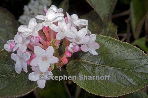 viburnum carlesii 1 graphic